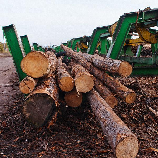 جنگل های روسیه منبع تهیه چوب